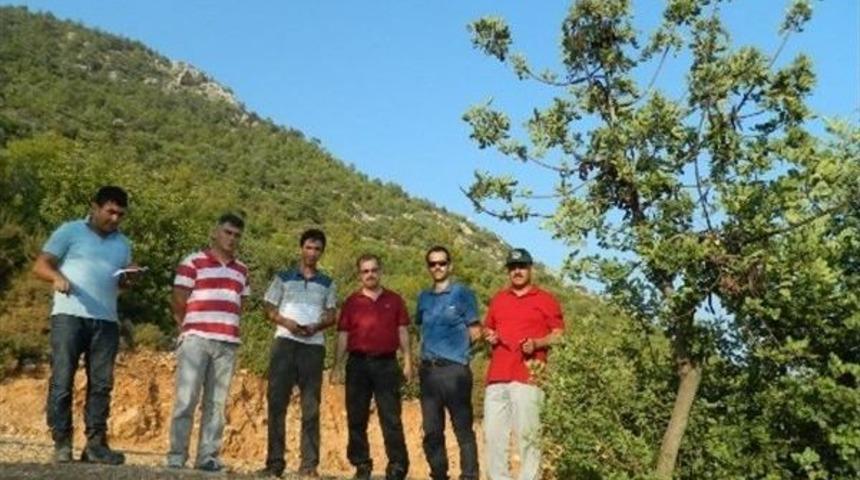 Orman B&ouml;lge M&uuml;d&uuml;r&uuml; Baca Harnup Sahalarında İncelemelerde Bulundu