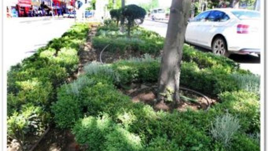 Aşırı Sıcaklar Ağa&ccedil;ları da Etkiliyor