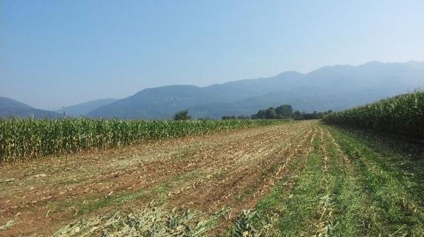 D&uuml;zce&rsquo;de Silajlık Mısırlar Hasadına Devam