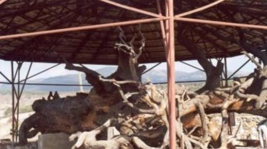 12 Asırlık &Ccedil;amı Tarihi Yaşatıyor