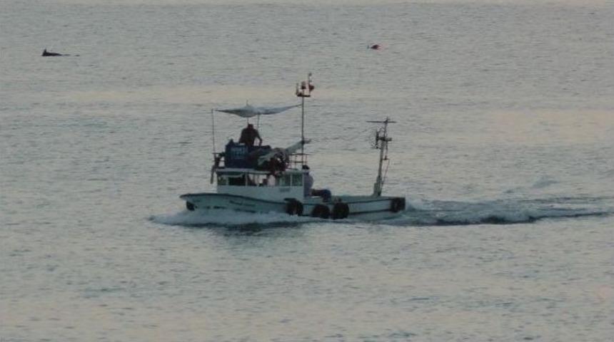 &Ccedil;apara İle &Ccedil;ingene Palamut Avcılığı Başladı