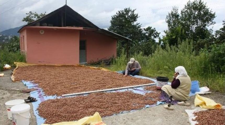 Emniyet Ve Jandarmadan Fındık Hırsızlığına Karşı Uyarı