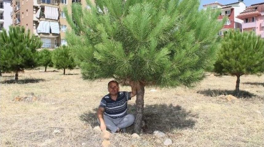 Denizli&rsquo;de Mahalleliden Ağa&ccedil; N&ouml;beti