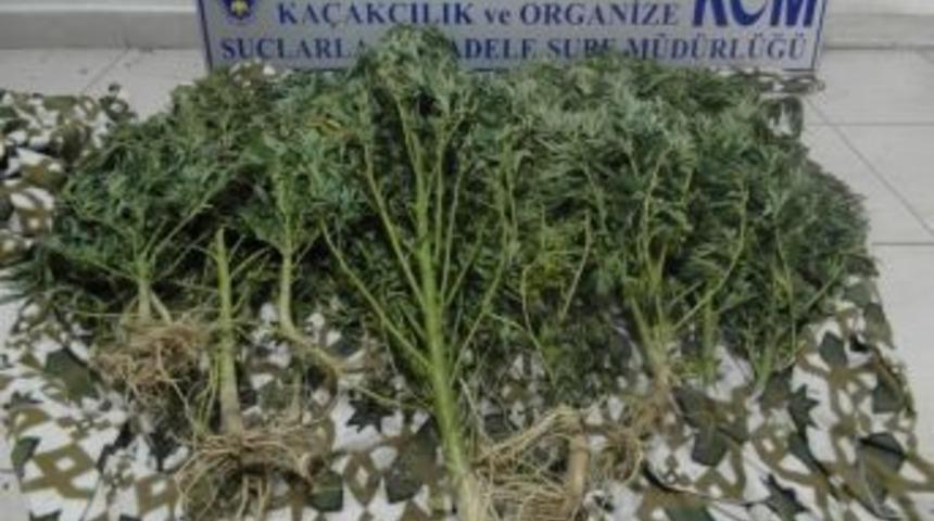 Afyonkarahisar&rsquo;da 42 K&ouml;k Hint Keneviri Ele Ge&ccedil;irdi