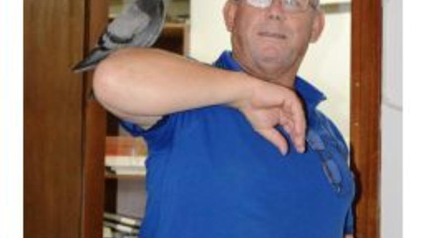 Alaplı'da Yaralı G&uuml;vercine Esnaf Şefkati