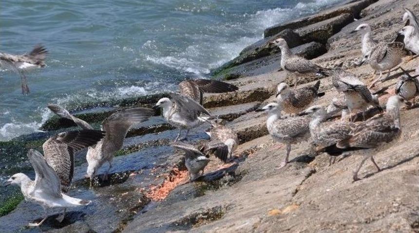 Martıların Balık Kavgası