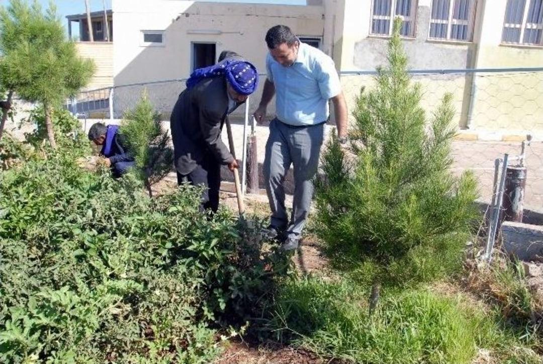 Tatilsiz &Ccedil;alışan Fedakar &Ouml;ğretmen, Okulunu Ormana &Ccedil;evirdi