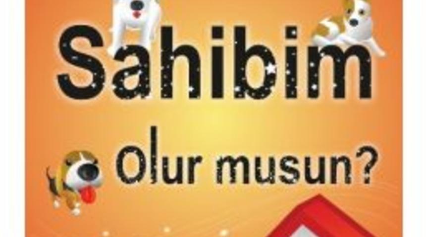 Sokak Hayvanları Sahiplerini Bekliyor