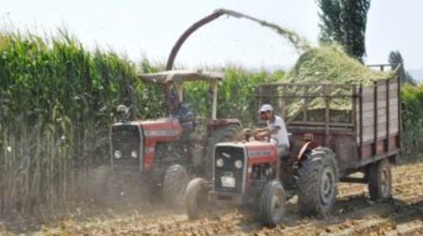 Silajlık Mısırda Piyasa Hareketli