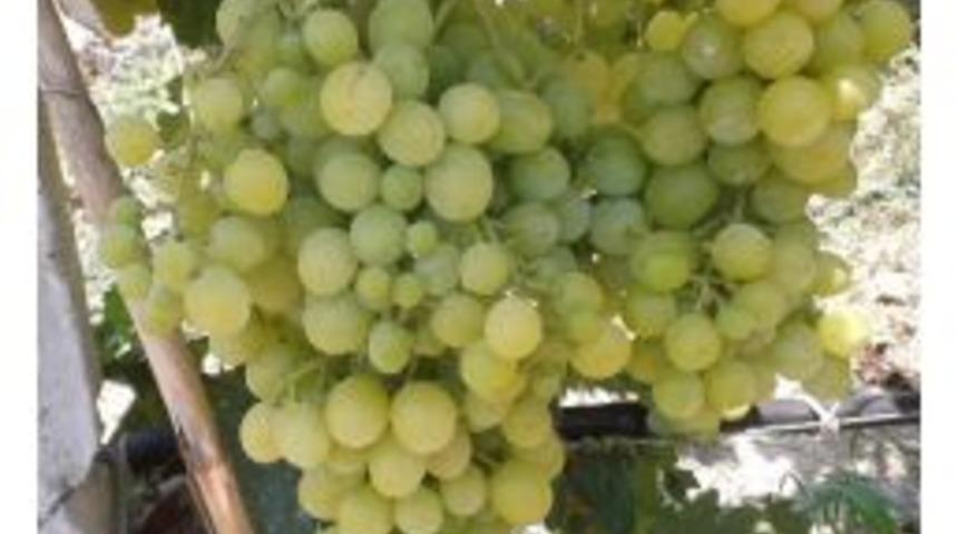 &Uuml;z&uuml;m&uuml;n Yararları Saymakla Bitmiyor