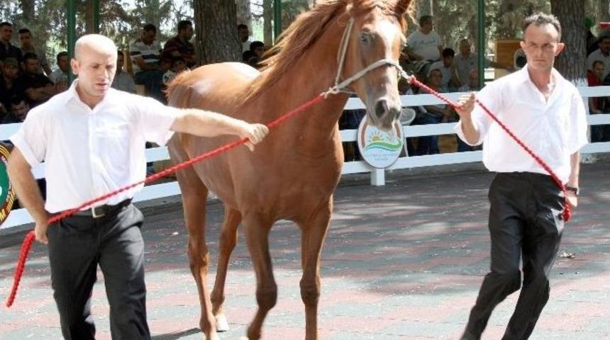 L&uuml;ks Daire Fiyatına Taylar Kapışıldı