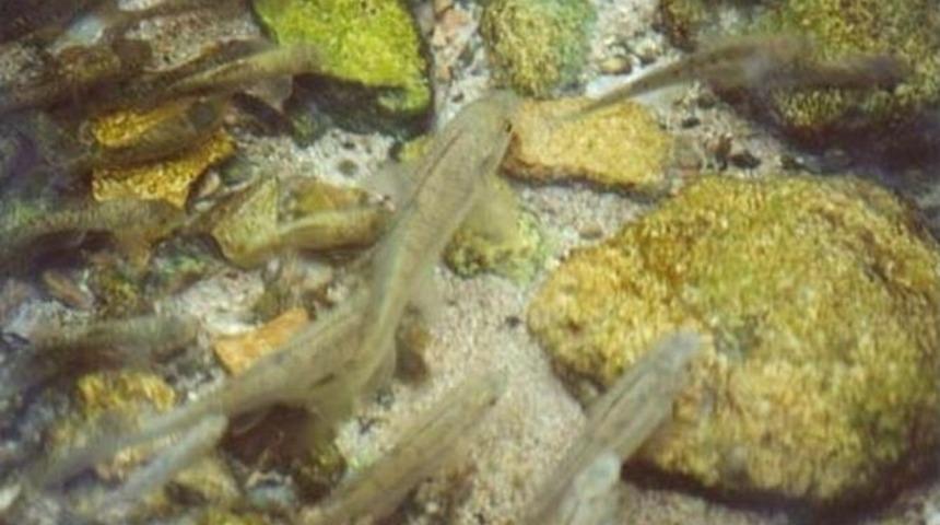 Yunanlılar Doktor Balıkları &Ccedil;alıp &lsquo;dr.fish&rsquo; Diye Pazarlıyor