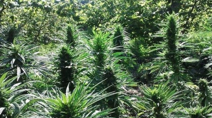 Jandarmadan Fındık Bah&ccedil;esine Uyuşturucu Operasyonu