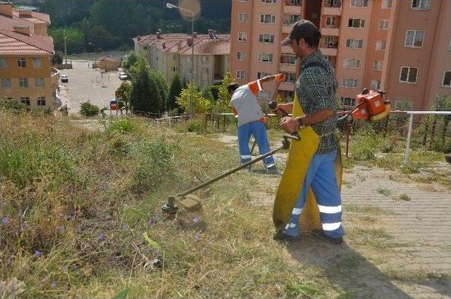 Belediyeden Yabani Ot Temizliği