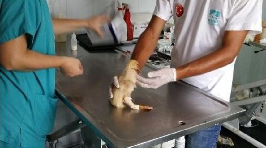 Yaralı &Ouml;rdeği &Ccedil;&ouml;pe Attılar