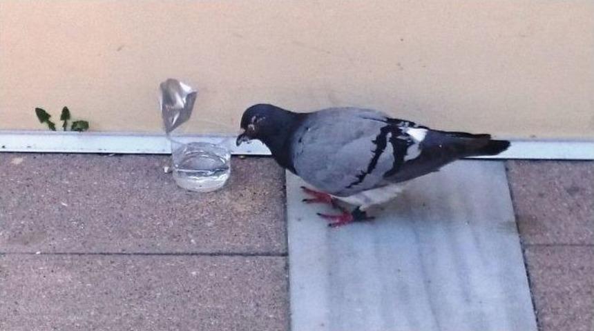 Yaralı G&uuml;vercine S&uuml;leymanpaşa Belediyesi Sahip &Ccedil;ıktı