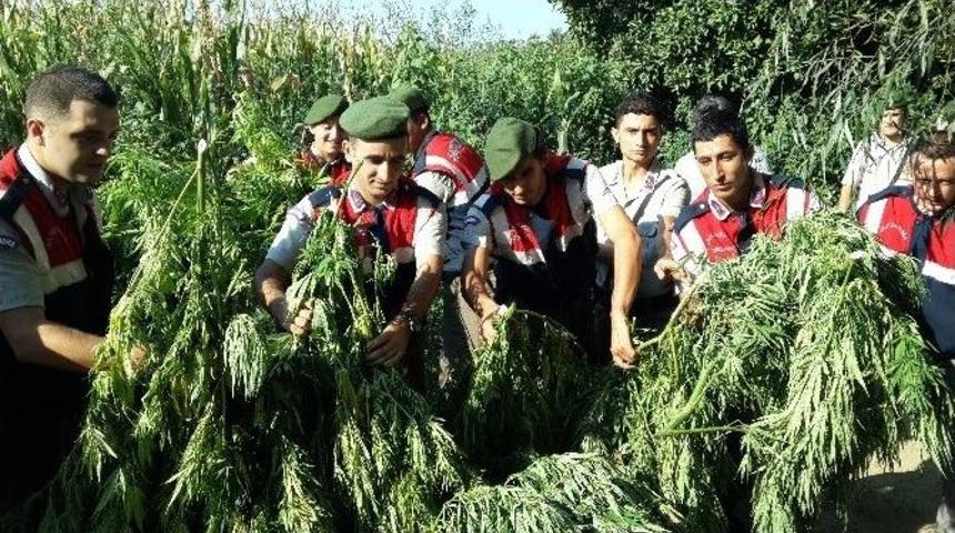 Tire&rsquo;de Dev Operasyon