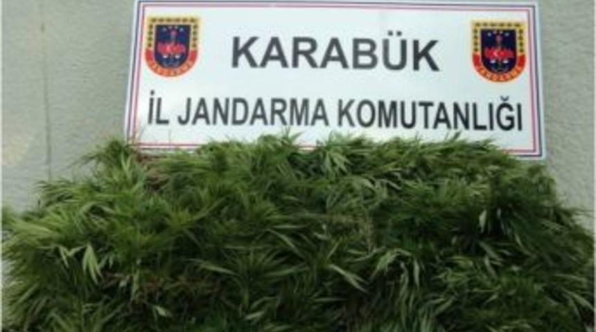 Jandarmadan Kenevir Operasyonu