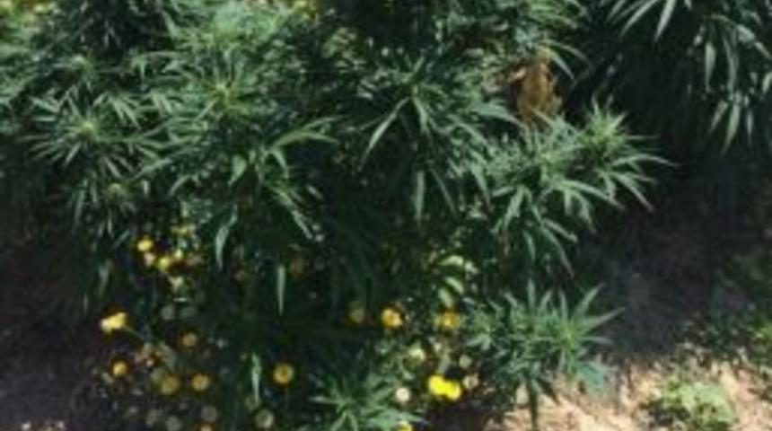 Bah&ccedil;elerinde Kenevir Yetiştiren &Ccedil;ift G&ouml;zaltına Alındı