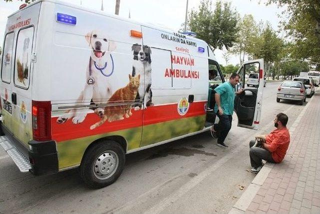 “tekir Sokak Hayvanları Ve Yaşam Festivali”ne Ünlü Komedyenden Klipli Destek