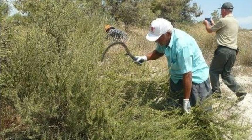 Odun Dışı Ürünlerde Açık Artırmalı İhale Yoluyla Satışlar Biberiye İle Başladı