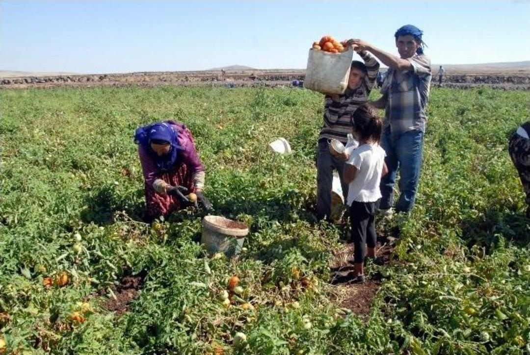 Siverekli Domates &Uuml;reticileri Pazar Sorunu Yaşıyor