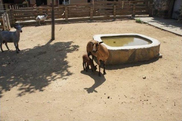 Kamerun Koyunlarına İlgi Giderek Artıyor