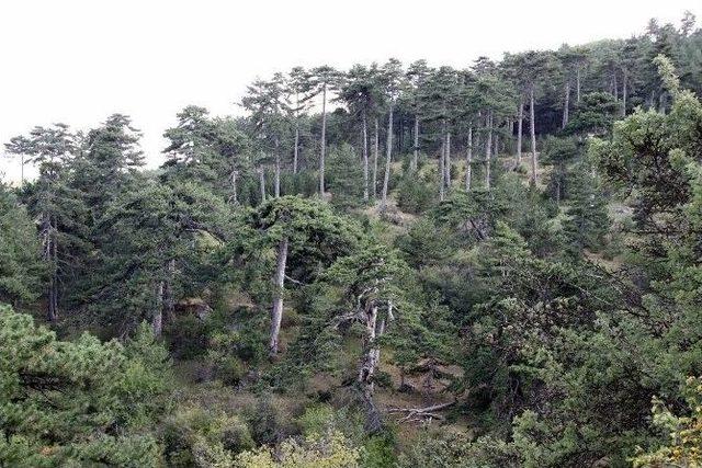 Eskişehir Ormanlarının Gelecek 20 Yılı Planlanıyor