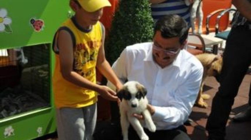 Ke&ccedil;i&ouml;ren&rsquo;de Sokak Hayvanları Da Sahipsiz Değil