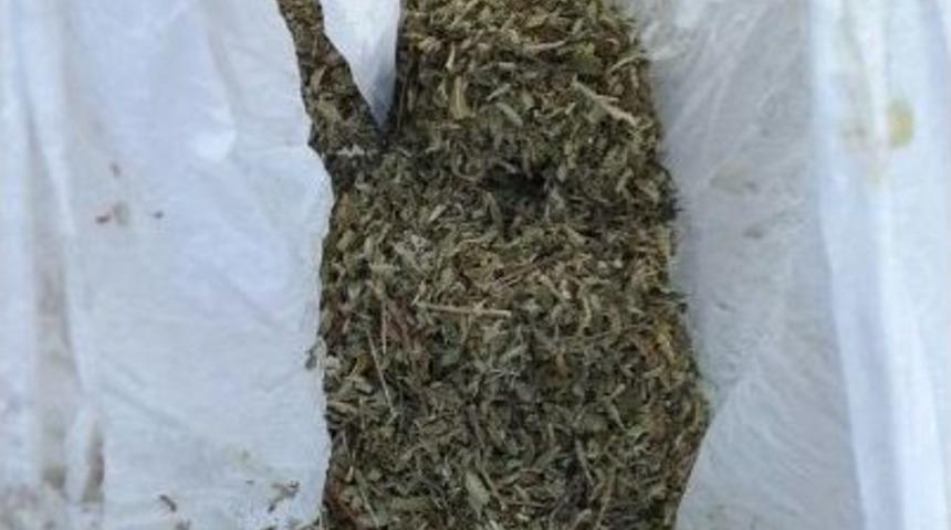 Perdecide Hint Keneviri Yetiştirdiler