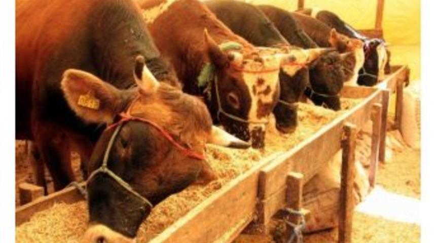 Samsun&rsquo;da Afrika Hastalığına Rastlanmadı