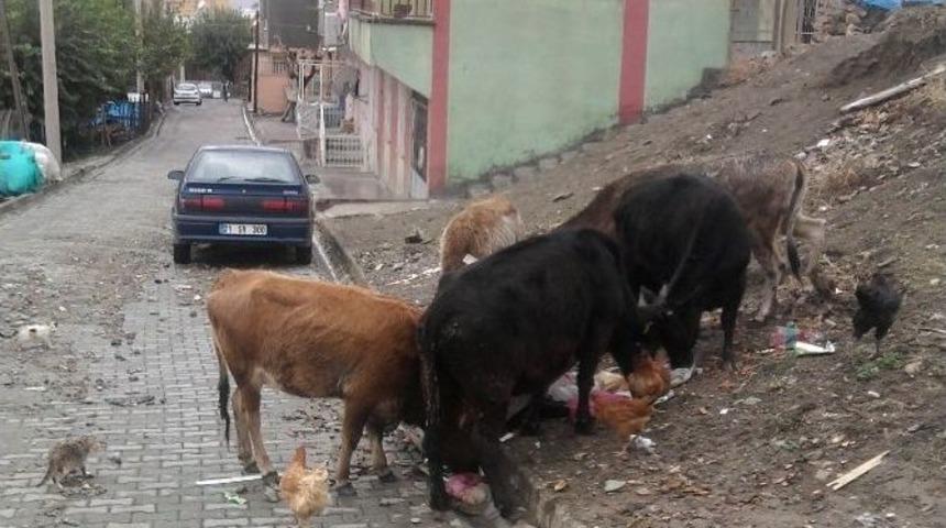 Kulp&rsquo;taki Başıboş Hayvanlar Tehlike Sa&ccedil;ıyor