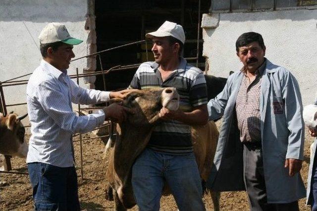 Korkuteli’nde Kurbanlıklar Besiye Çekildi