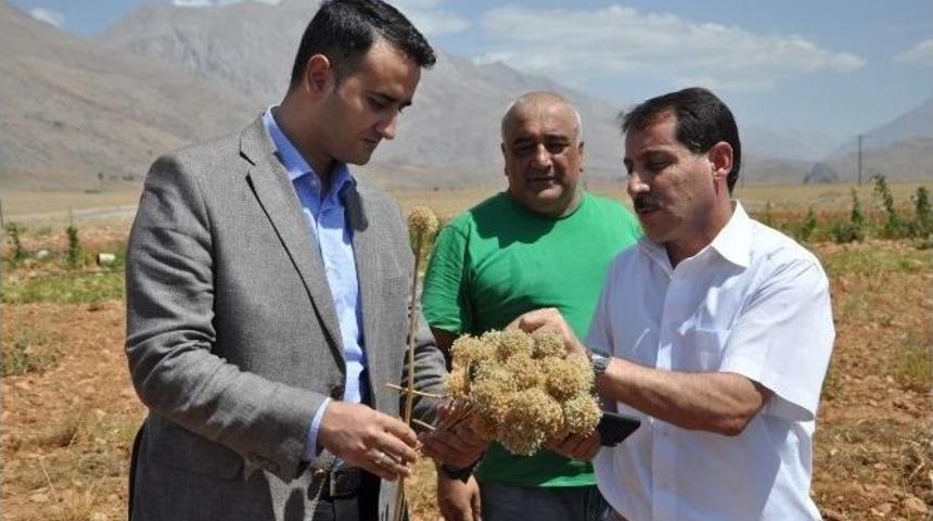 Tunceli’de Dağ Sarımsağı Tarlada Yetiştiriliyor