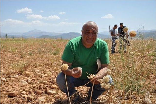 Tunceli’de Dağ Sarımsağı Tarlada Yetiştiriliyor