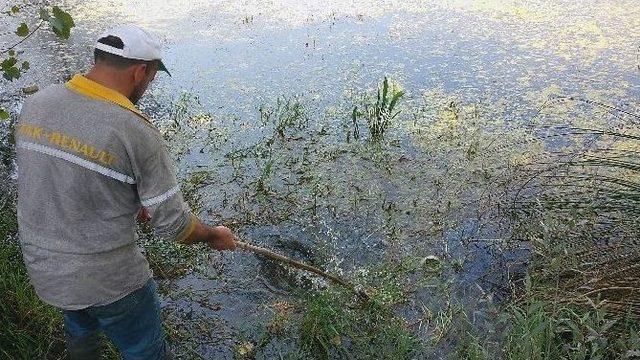 Vatandaşlar Şifa Bulmak İçin Sülüklü Göle Akın Ediyor