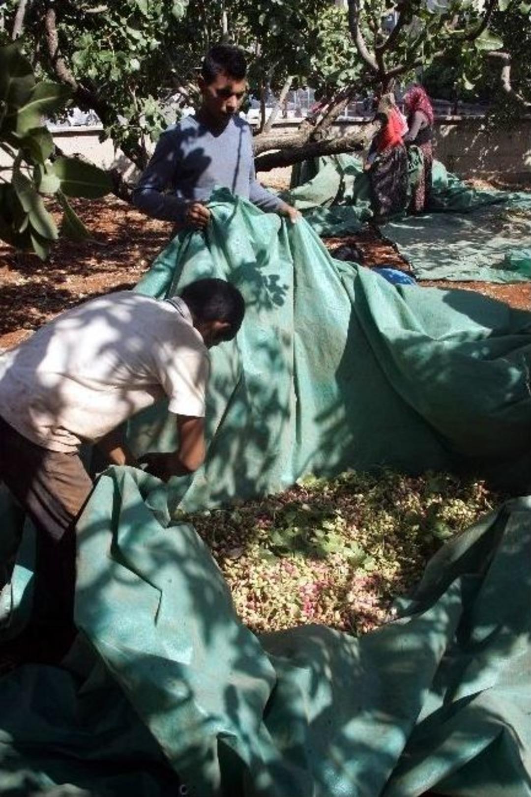 Antep Fıstığı Rekoltesi &Ccedil;ift&ccedil;ilerin Y&uuml;z&uuml;n&uuml; G&uuml;ld&uuml;rd&uuml;