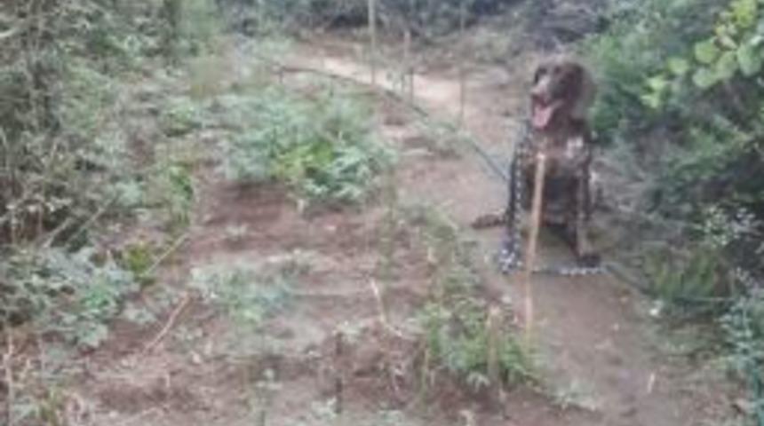 Jandarmadan Uyuşturucu Operasyonu