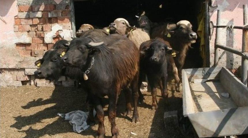 Yozgat&rsquo;ta Besiciler Manda Yetiştiriciliğine Y&ouml;neliyor