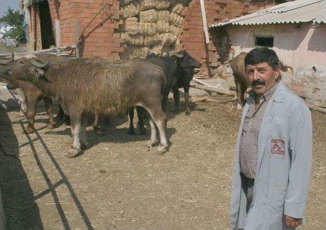 Yozgat’ta Besiciler Manda Yetiştiriciliğine Yöneliyor