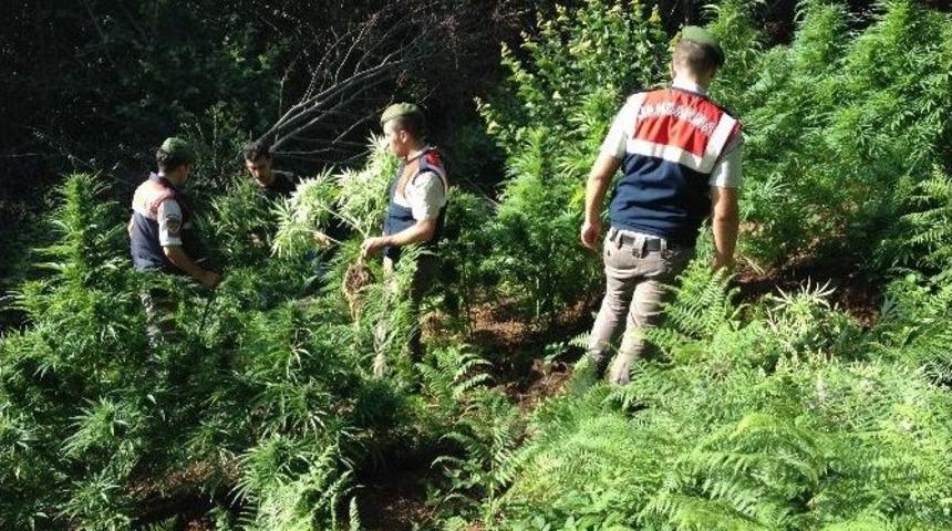 Jandarmadan Kenevir Operasyonu