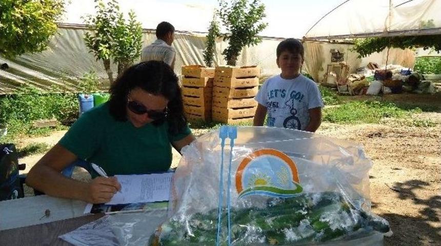 Bilecik&rsquo;te Hasat &Ouml;ncesi Pestisit Denetimleri