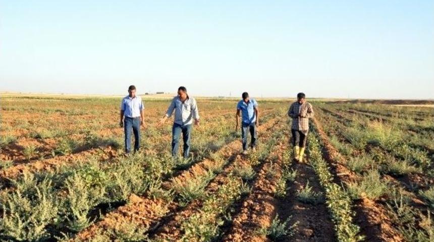Tarlasına Su Gelmeyen &Ccedil;ifti Hakkını Arıyor
