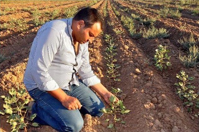 Tarlasına Su Gelmeyen Çifti Hakkını Arıyor