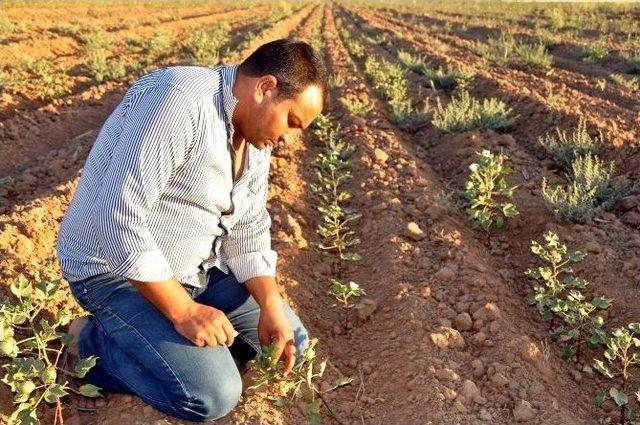 Tarlasına Su Gelmeyen Çifti Hakkını Arıyor