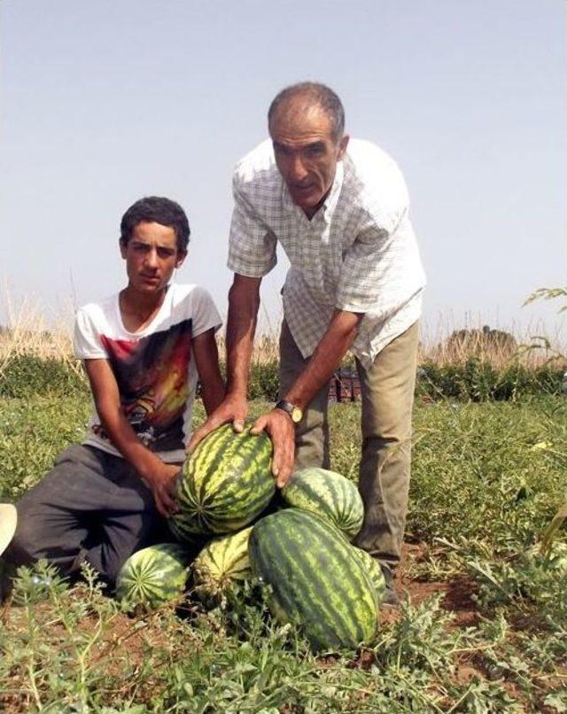 Gevaş Karpuzu Ve Kavunu Piyasaya Çıktı