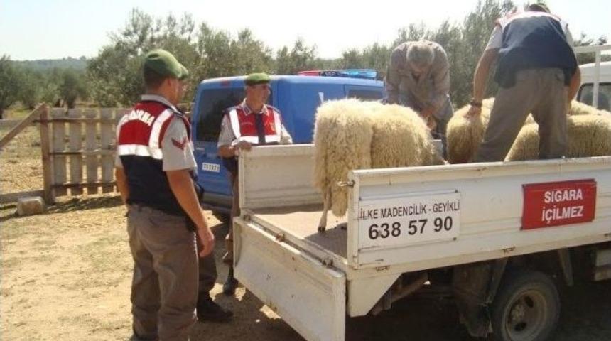 &Ccedil;anakkale&rsquo;de Hayvan Hırsızlığı