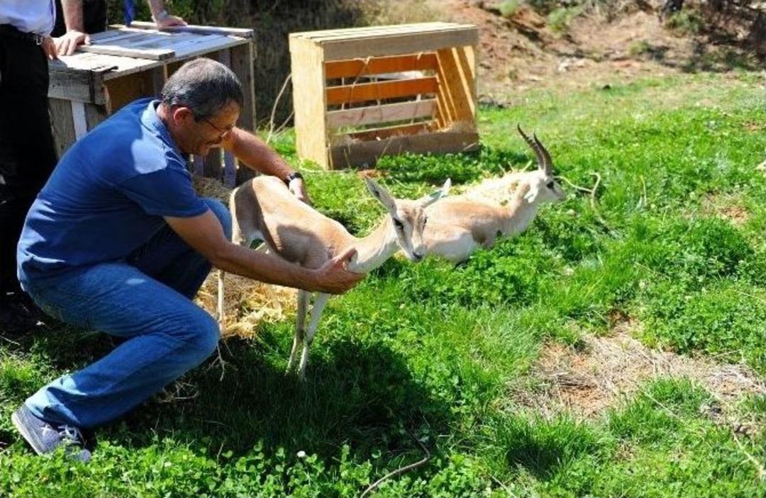 Altın K&ouml;y Semalarında Gezer Bir Ceylan
