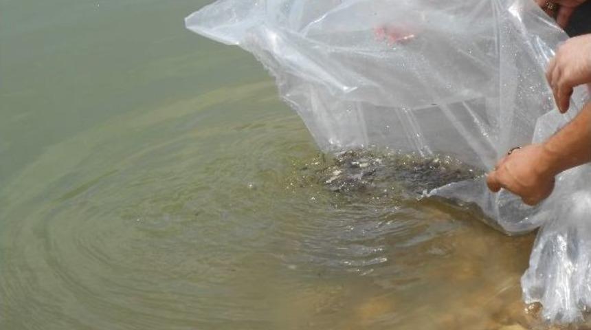 &Ccedil;orum&rsquo;daki G&ouml;letlere 32 Bin Yavru Balık Bırakıldı