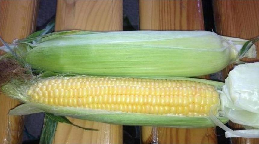 Bilecik&rsquo;te S&uuml;t Mısırı Hasadı Başladı